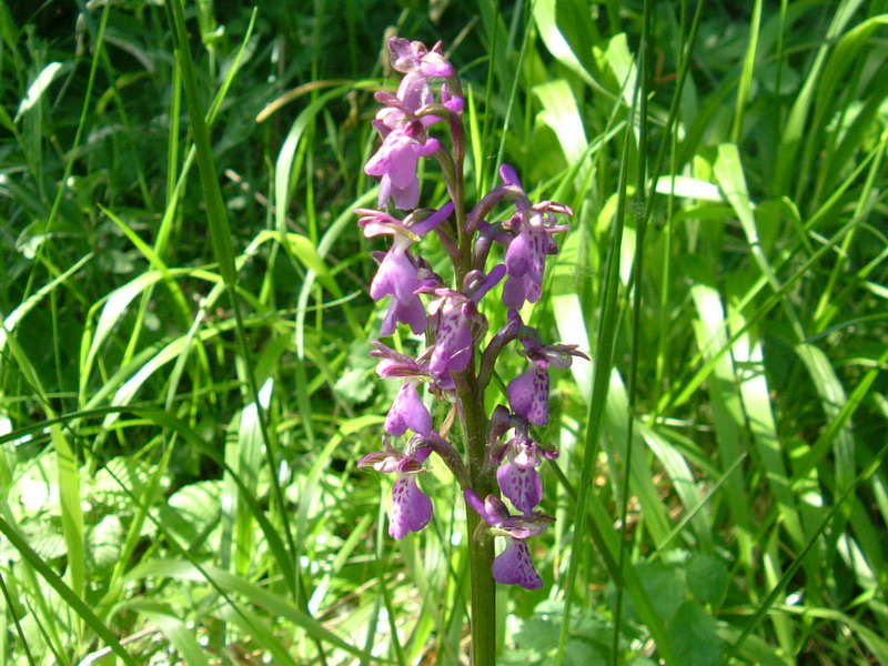 Dactylorhiza.....varie