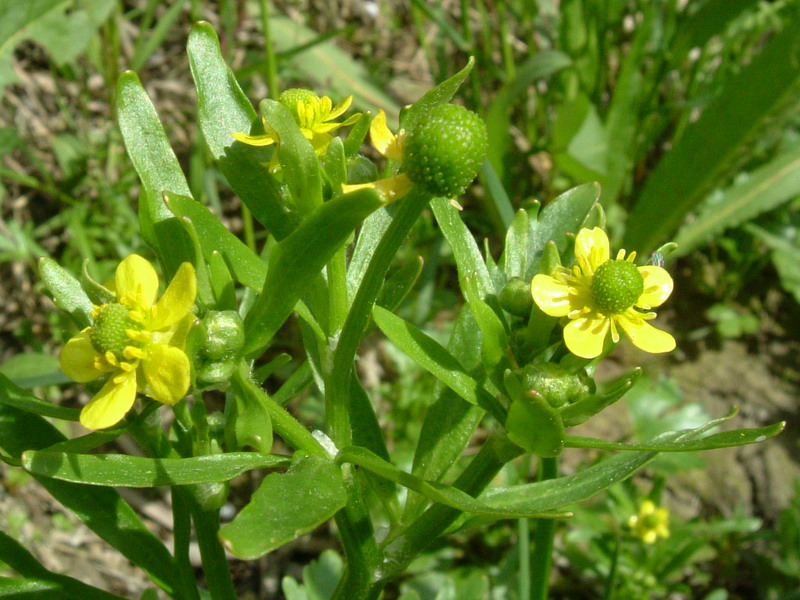 Ranunculus sceleratus / Ranuncolo tossico, R. di palude
