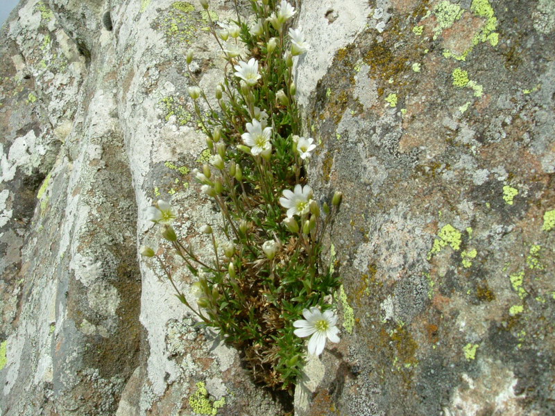 Cerastium sp. e Genista radiata