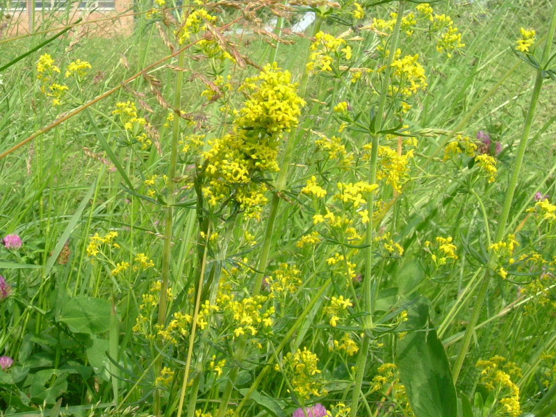 Galium verum