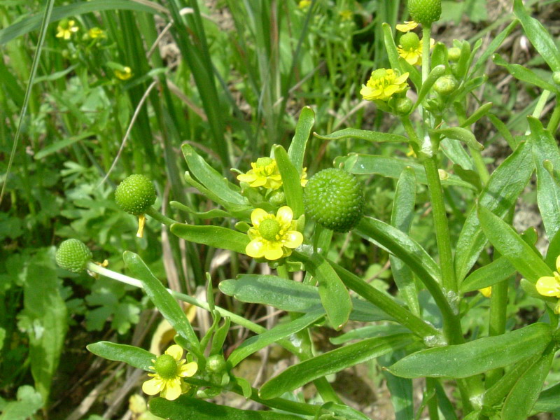 Ranunculus sceleratus / Ranuncolo tossico, R. di palude