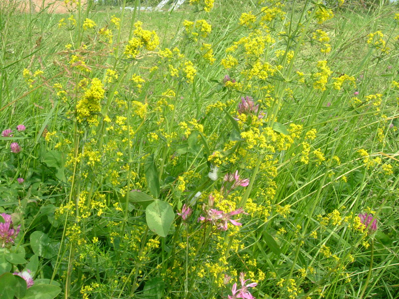 Galium verum