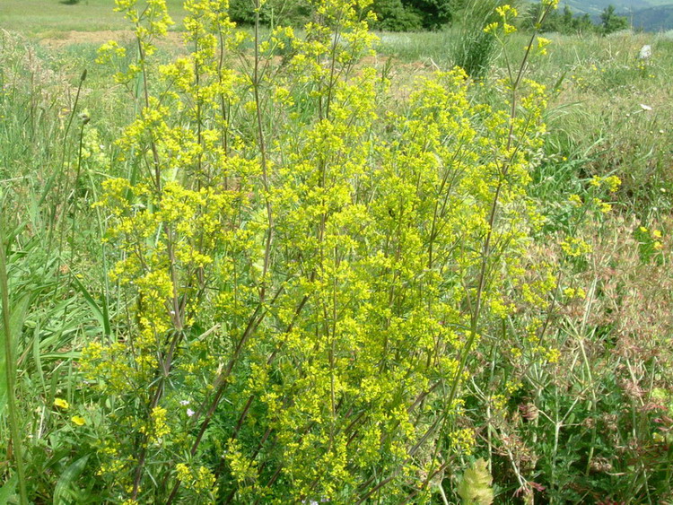 Galium verum