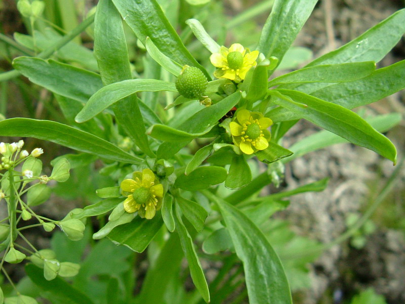 Ranunculus sceleratus / Ranuncolo tossico, R. di palude