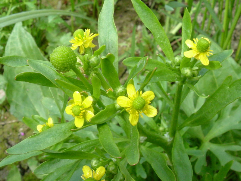 Ranunculus sceleratus / Ranuncolo tossico, R. di palude