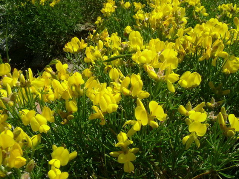 Cerastium sp. e Genista radiata