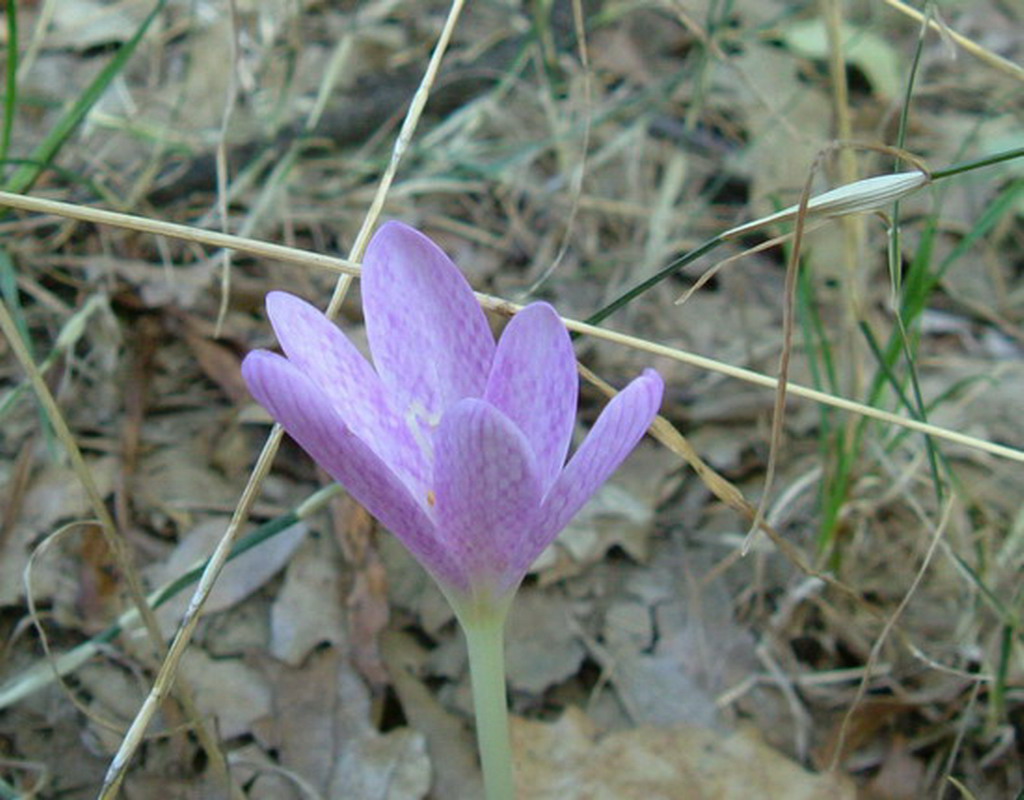 Aquilegia alpina, Aquilegia atrata e Colchichium lusitanum