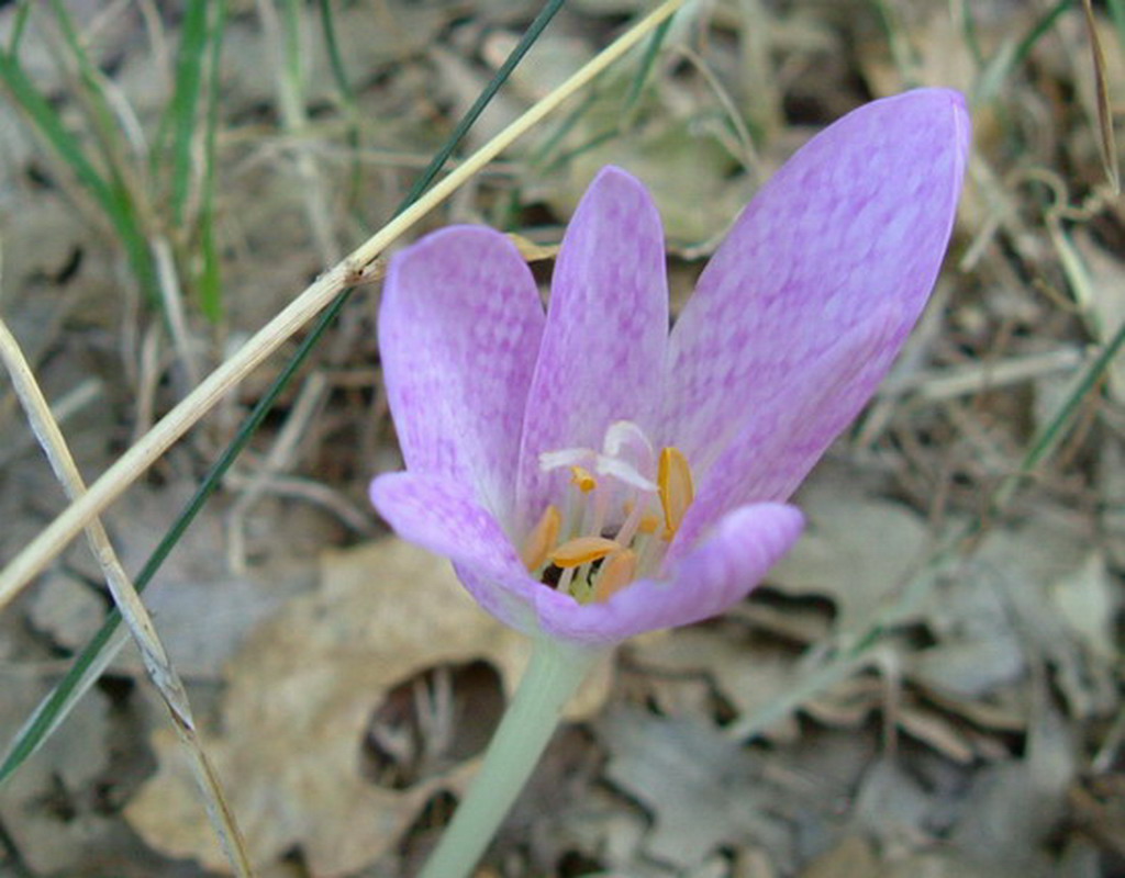 Aquilegia alpina, Aquilegia atrata e Colchichium lusitanum