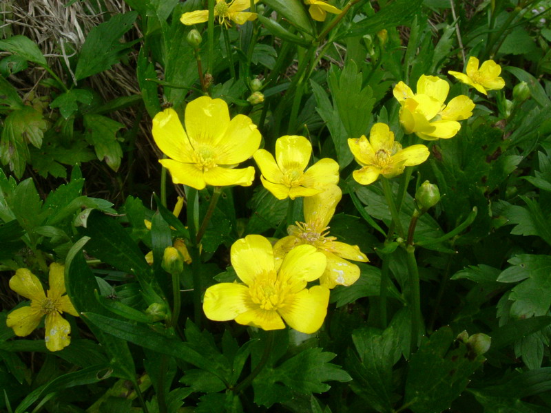 Ranunculus repens