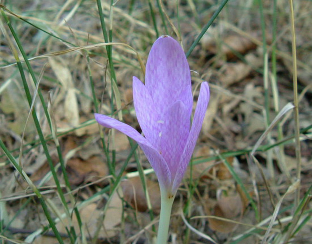 Aquilegia alpina, Aquilegia atrata e Colchichium lusitanum