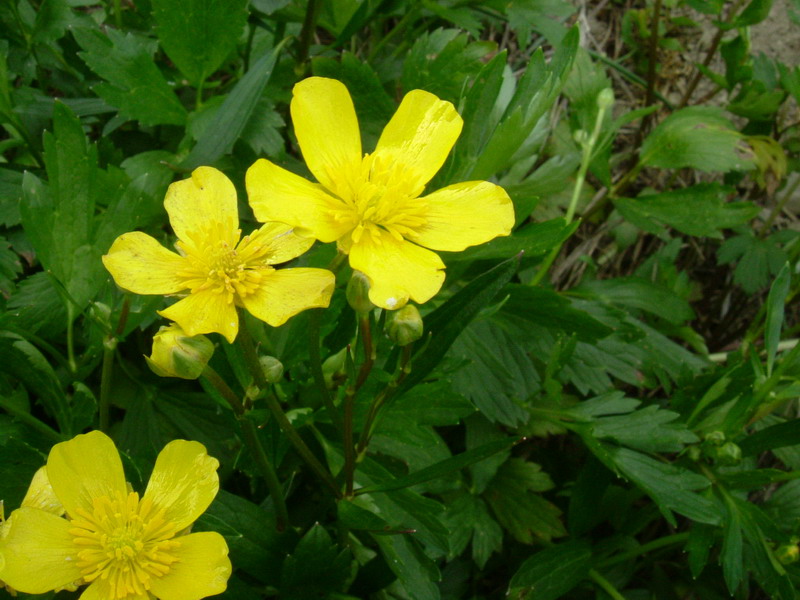 Ranunculus repens