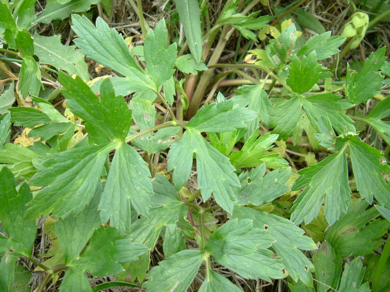 Ranunculus repens