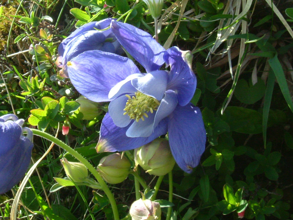 Aquilegia alpina, Aquilegia atrata e Colchichium lusitanum