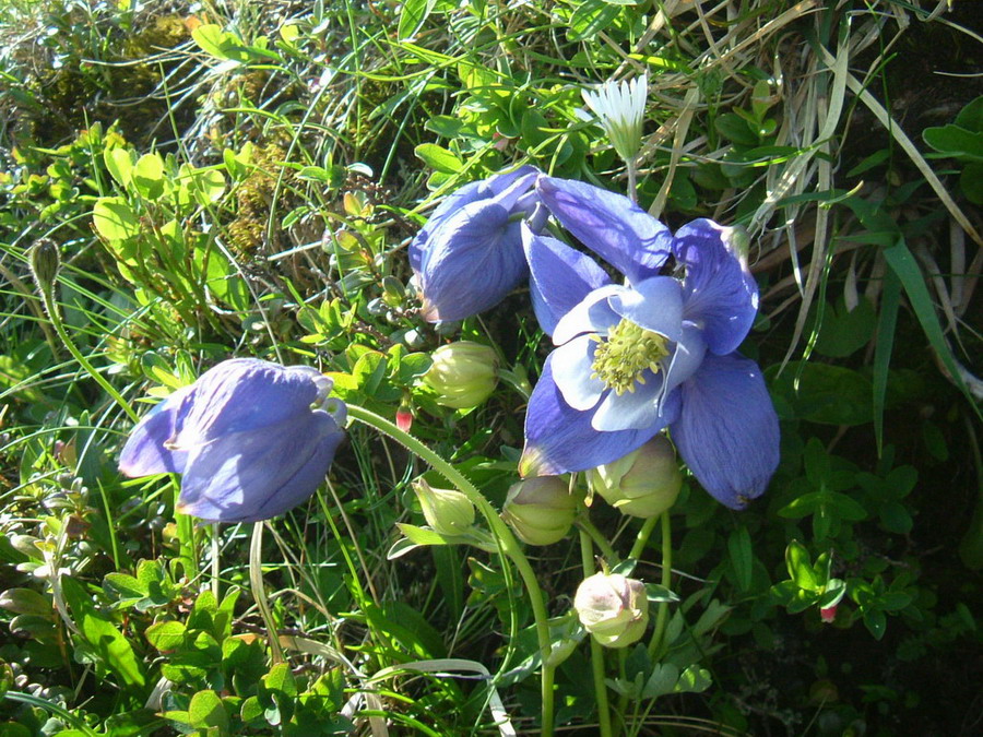 Aquilegia alpina, Aquilegia atrata e Colchichium lusitanum