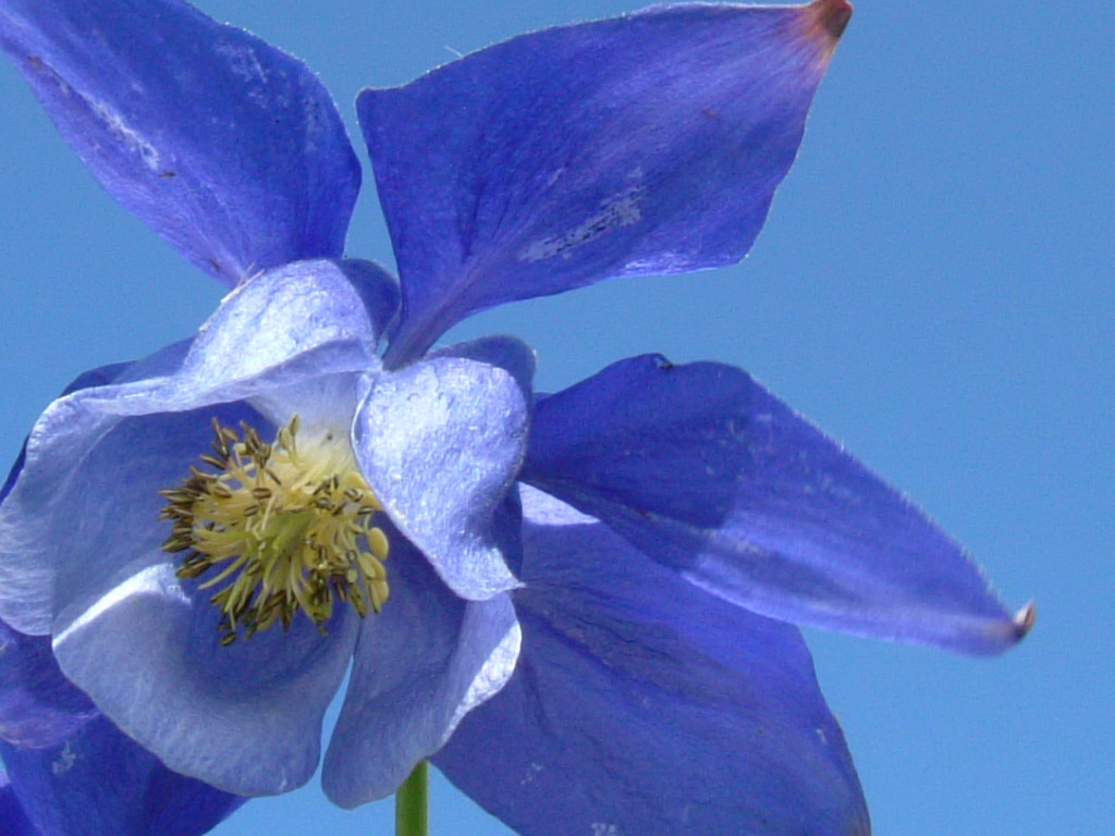 Aquilegia alpina, Aquilegia atrata e Colchichium lusitanum