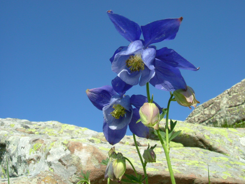 Aquilegia alpina, Aquilegia atrata e Colchichium lusitanum