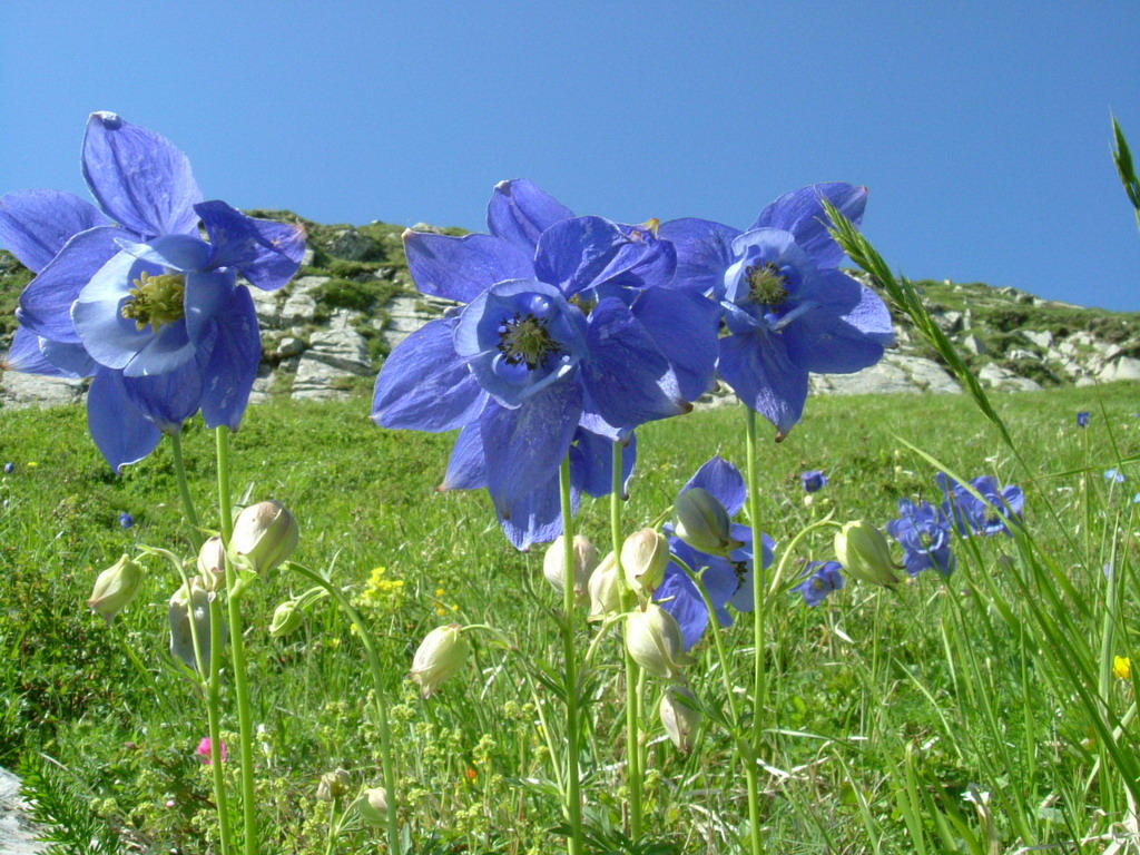 Aquilegia alpina, Aquilegia atrata e Colchichium lusitanum