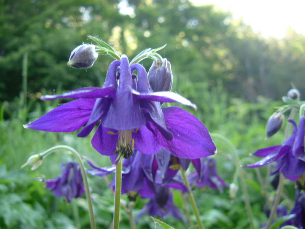 Aquilegia alpina, Aquilegia atrata e Colchichium lusitanum