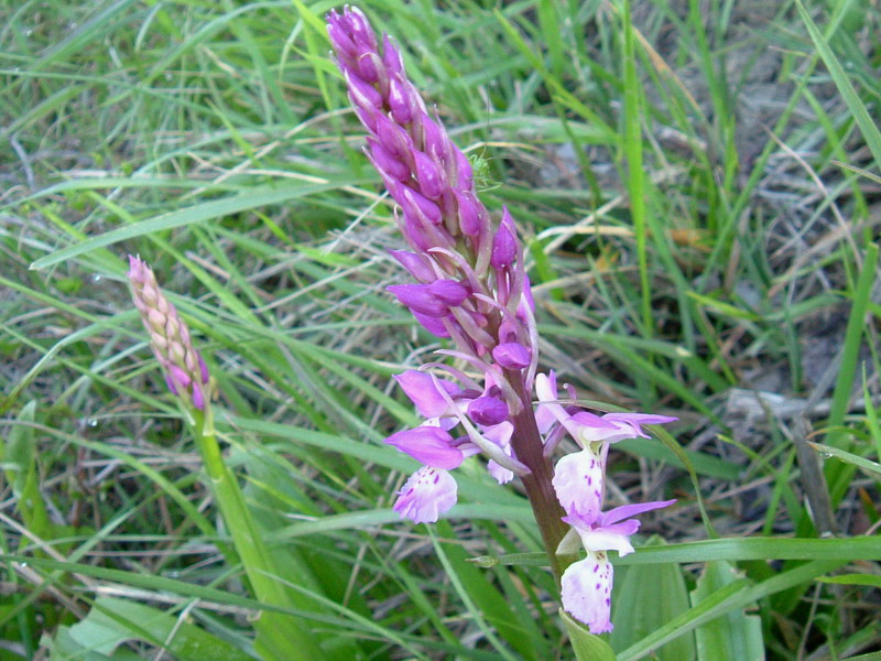 Dactylorhiza.....varie