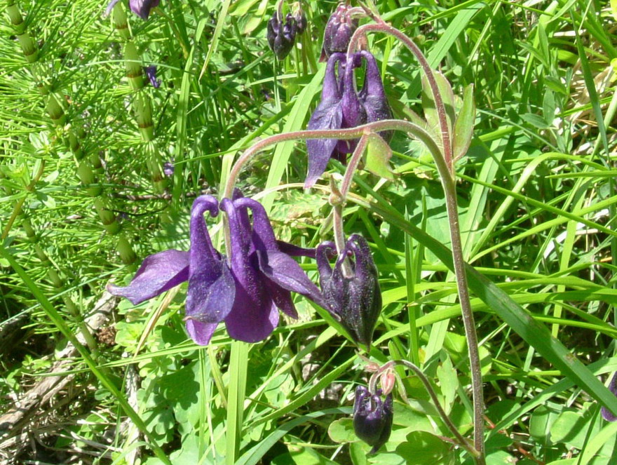 Aquilegia alpina, Aquilegia atrata e Colchichium lusitanum