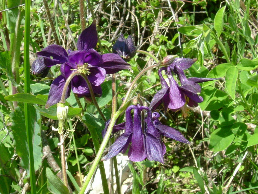Aquilegia alpina, Aquilegia atrata e Colchichium lusitanum