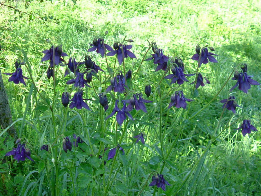Aquilegia alpina, Aquilegia atrata e Colchichium lusitanum