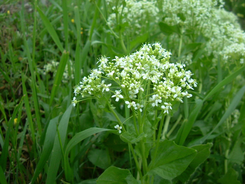 Lepidium draba ( =Cardaria draba) / Cocola, lattona