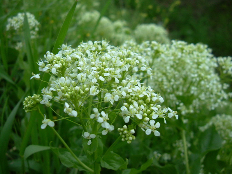 Lepidium draba ( =Cardaria draba) / Cocola, lattona