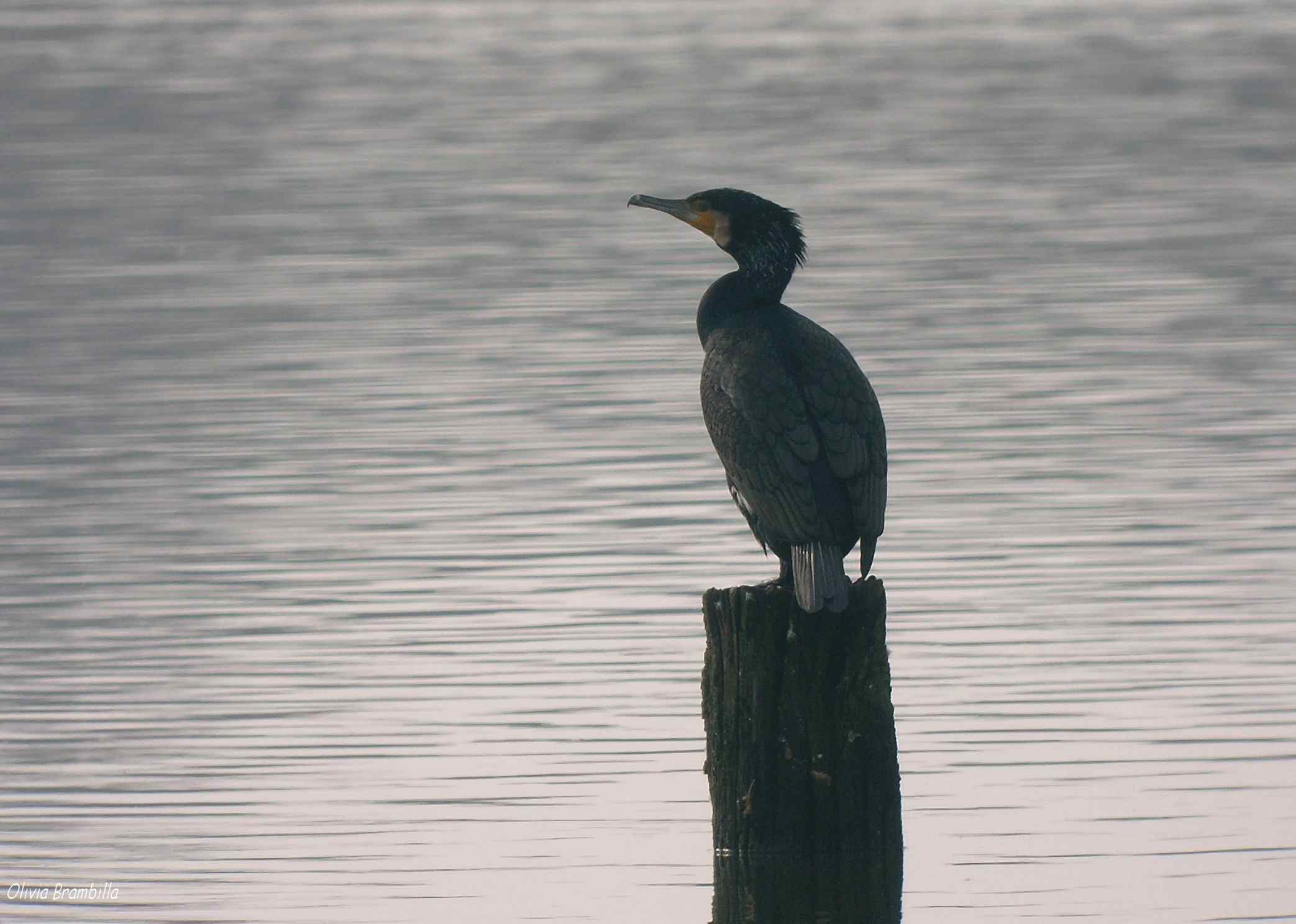 Silhouette cormorano.