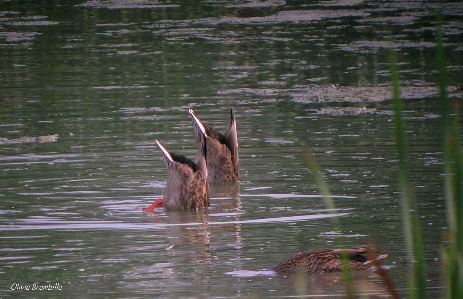 Avifauna humor