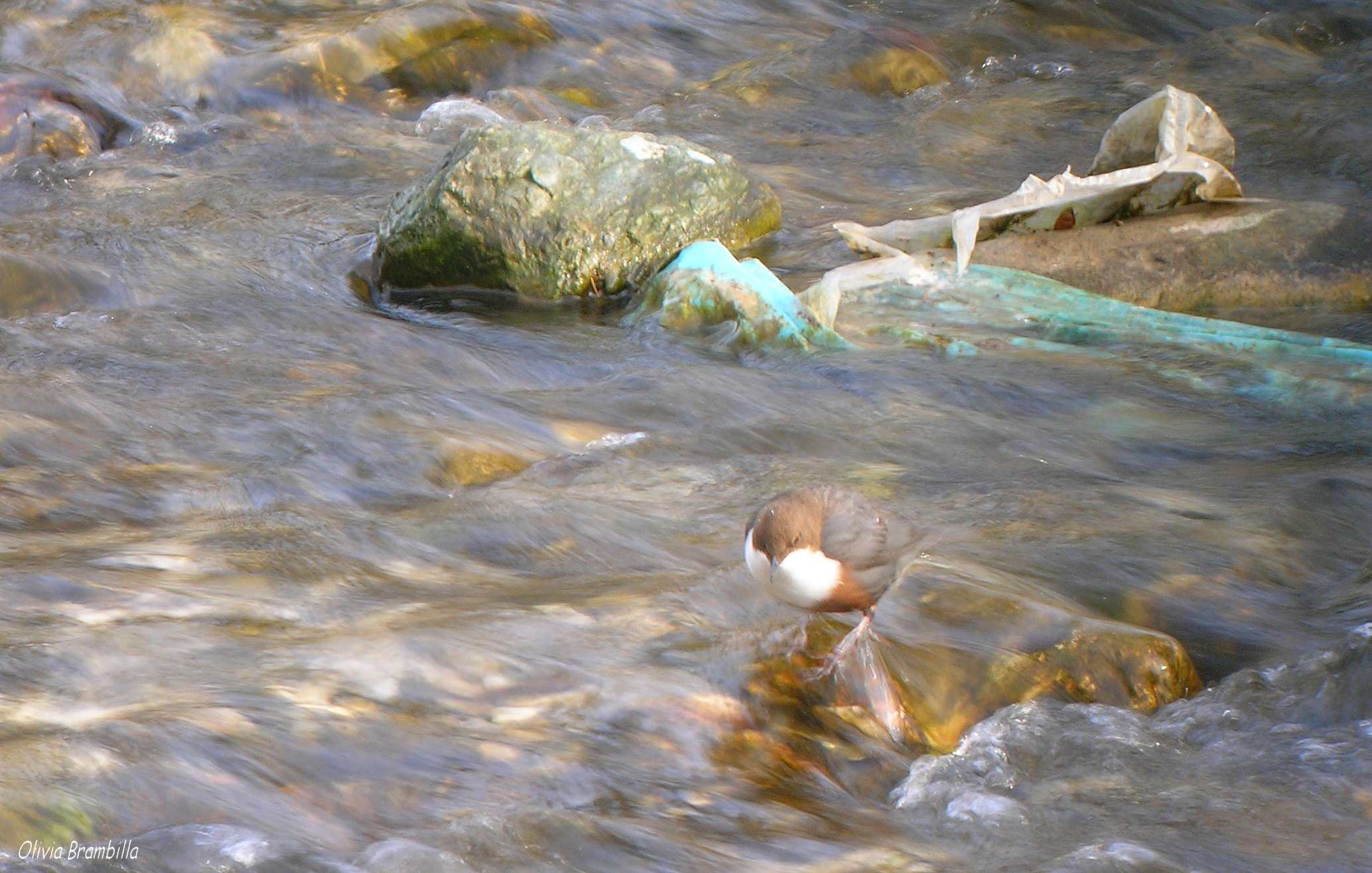 Cinclus cinclus