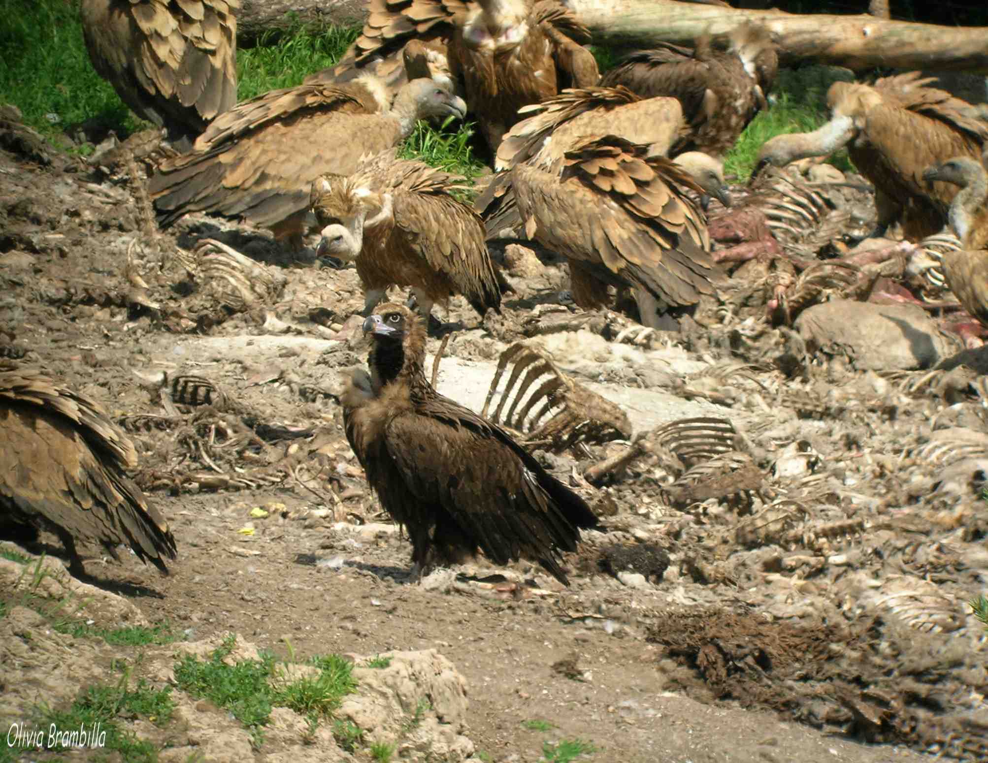 Avifauna humor