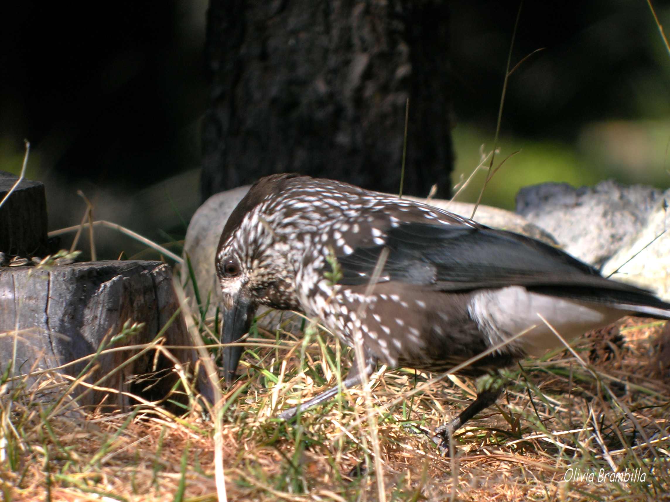 Avifauna humor