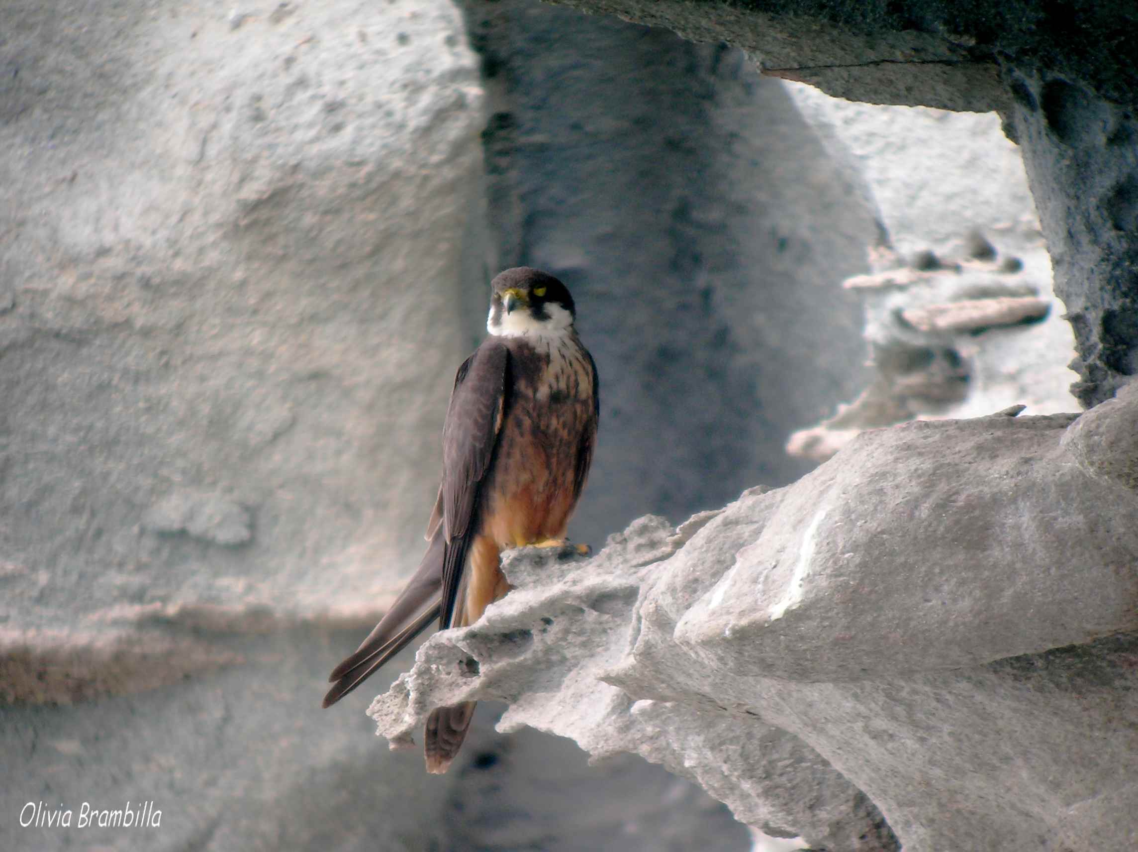 Avifauna humor