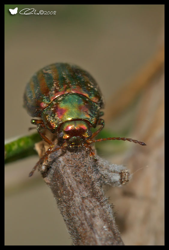 Chrysolina americana