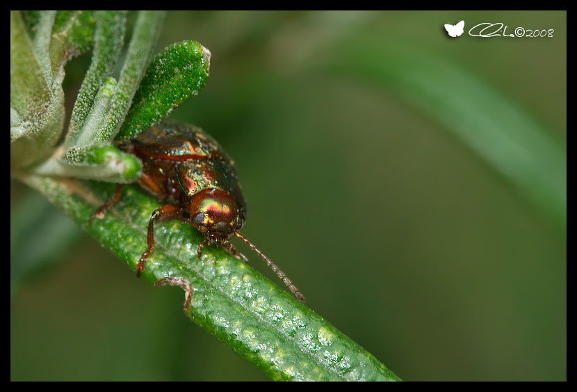Chrysolina americana