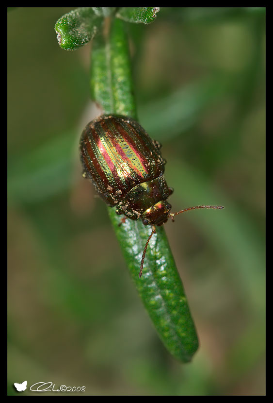 Chrysolina americana