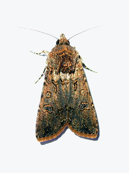 Agrotis segetum