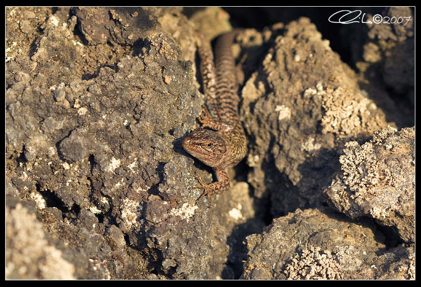 Podarcis muralis - Lucertola Muraiola