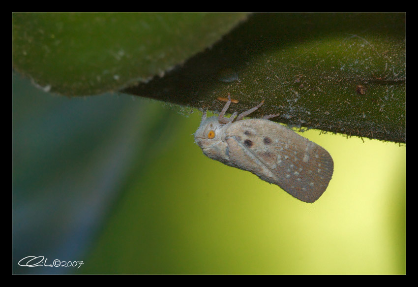 Metcalfa pruinosa