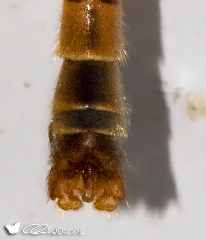 Tipula sp.