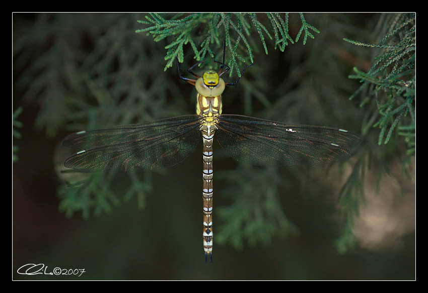 Aeshna cyanea immaturo