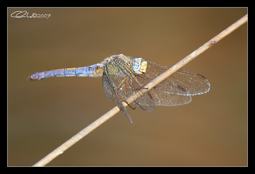 Orthetrum coerulescens - (Femmina) da confermare