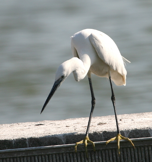 Avifauna humor