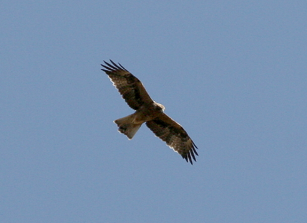 Ancora un rapace ... per chi li ama!