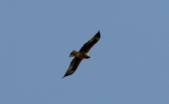 Ancora un rapace ... per chi li ama!