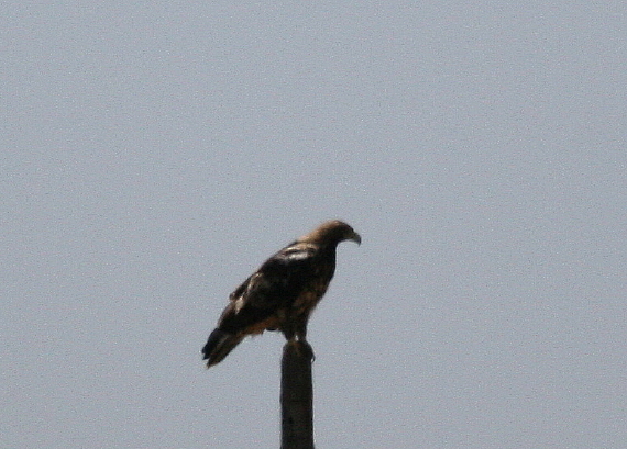 Potrebbe essere un''Aquila?