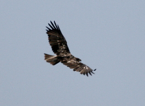 Potrebbe essere un''Aquila?