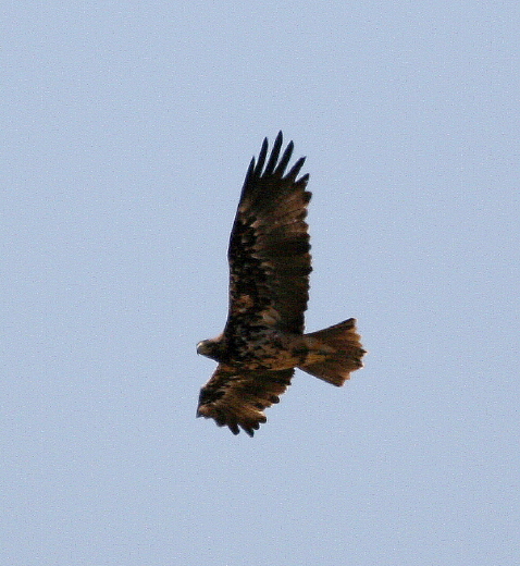 Potrebbe essere un''Aquila?