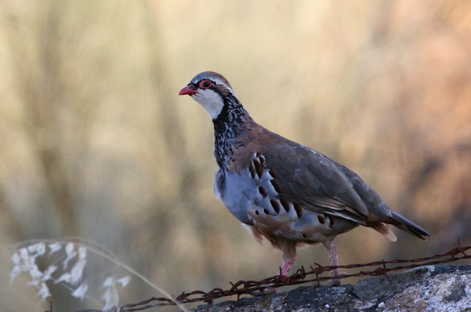 chukar x rufa
